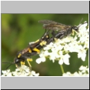 Macrophya montana - Blattwespe 02.jpg